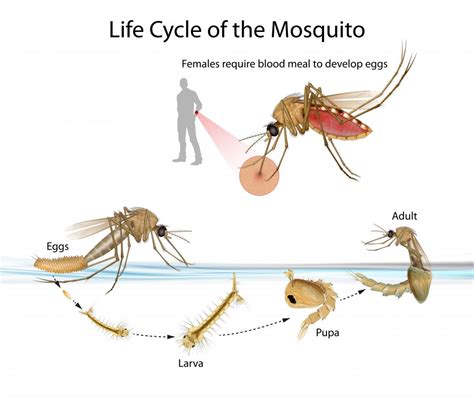 Mosquitoes in the Philippines: Their Species and Risks .